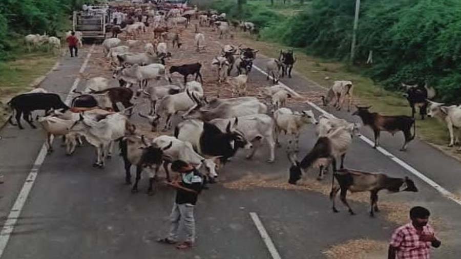 ગૌશાળા સંચાલકોએ હાઇવે પર છોડી 10,000 ગાયો, ગુજરાત સરકાર પાસે કરી આ માગણી
