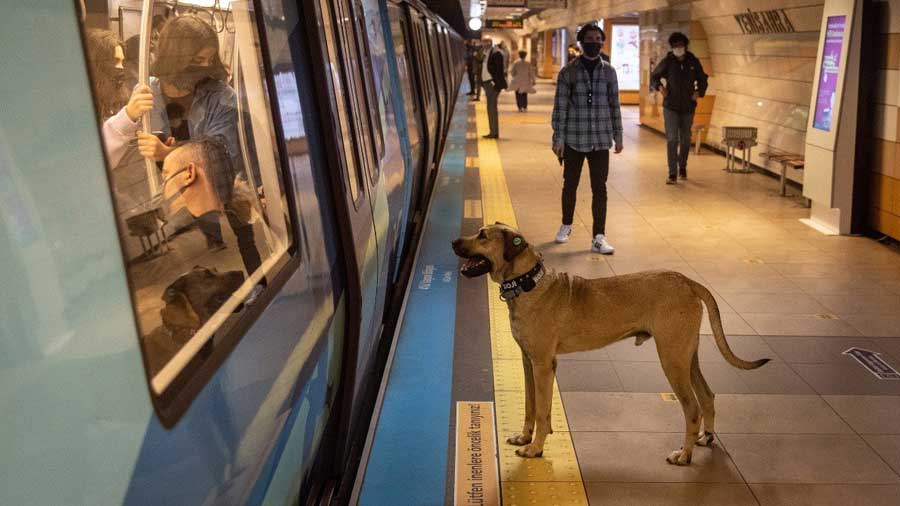 ‘મેટ્રો, ટ્રામ, શિપ અને બસ..’ કૂતરો એકલો 30 Kmની મુસાફરી કરે છે, હજારો ફોલોઅર્સ